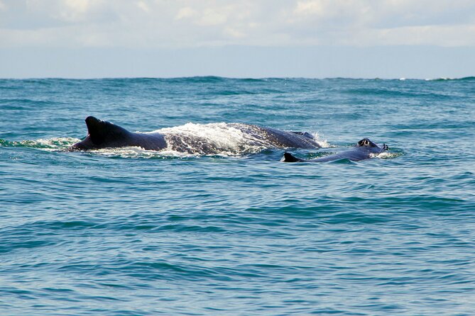 2 days 1 night | Bahía Málaga: Humpback Whale Watching - Buenaventura’s Malecón stop: a calm reset before the coast gets busy
