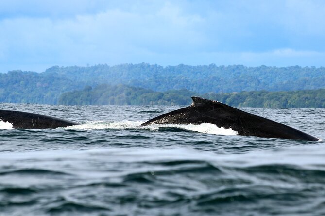 2 days 1 night | Bahía Málaga: Humpback Whale Watching - Juanchaco beach time: seafood, culture, and active downtime