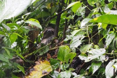 Amazon Conscious Adventure: 5-Day Trek, Kayak & Wildlife