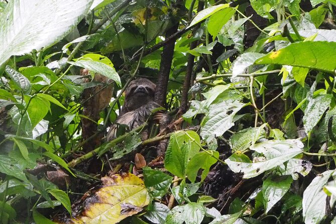Amazon Conscious Adventure: 5-Day Trek, Kayak & Wildlife - Day 2: Amacayacu’s 8 km High Jungle Hike, Then Tarapoto’s Night Safari