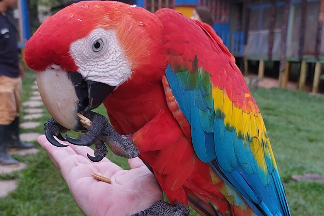 Amazon Unveiled: Private Ancestral Immersion & Conscious Luxury - Leticia to Puerto Nariño: where the Amazon switches on