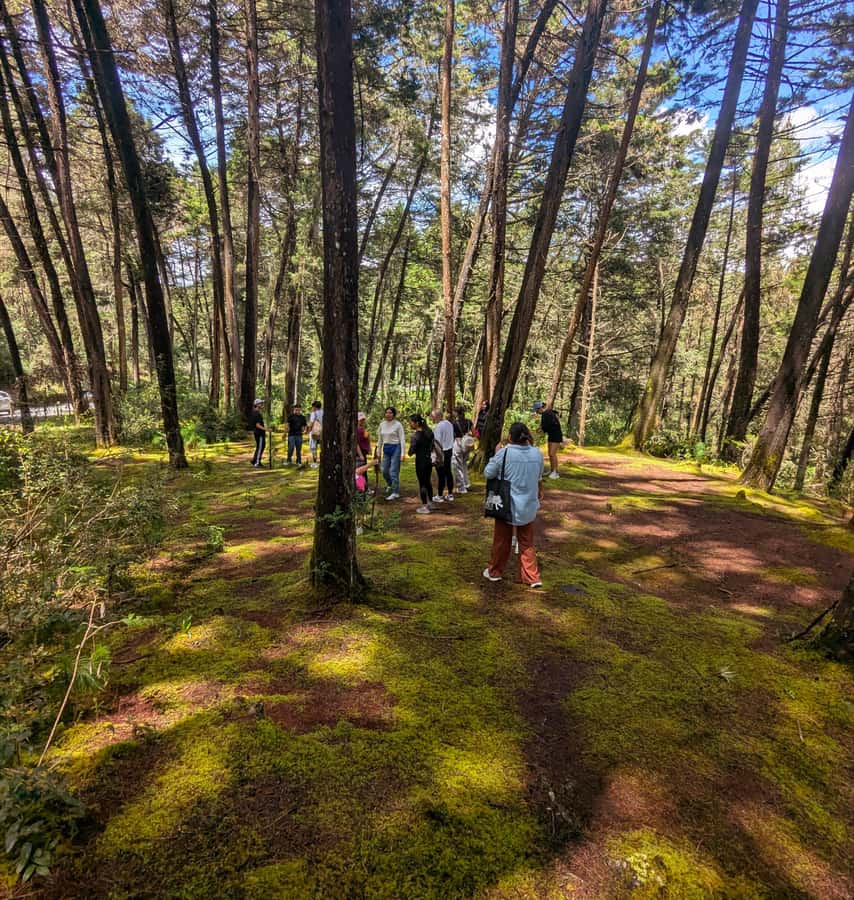 Arvi Park Walking tour and city views from Metrocable. - Stop 2: Arví Tropical Forest walk, mushrooms, moss, plants, and wildlife