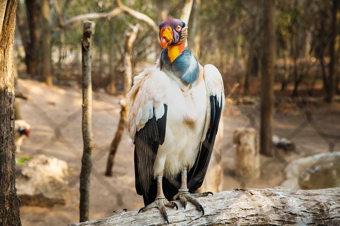 Aviario Nacional Including Playa Blanca Shared Tour - Why This Aviary and Playa Blanca Combo Works