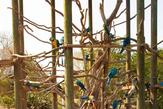 Aviario Nacional Including Playa Blanca Shared Tour - Aviario Nacional de Colombia: Birds, Heat, and a Handy 2-Hour Window
