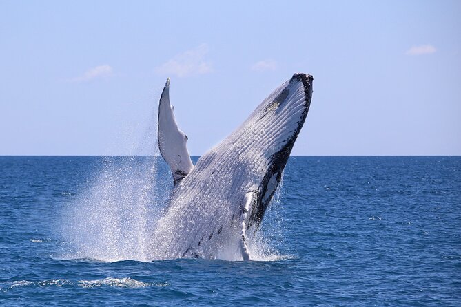 Bahía Málaga: Humpback Whale Watching in Cali - Colombia - Key highlights at a glance