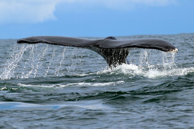 Bahía Málaga: Humpback Whale Watching in Cali - Colombia - The Uramba Bahía Málaga experience: spotting humpbacks from the water