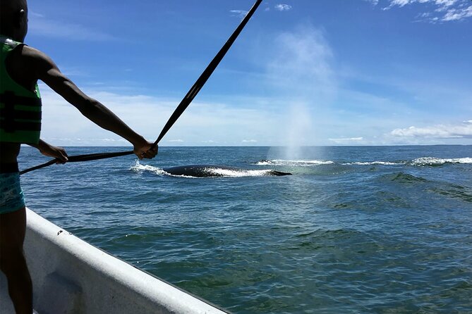 Bahía Málaga: Humpback Whale Watching in Cali - Colombia - Timing, meals, and the long day reality