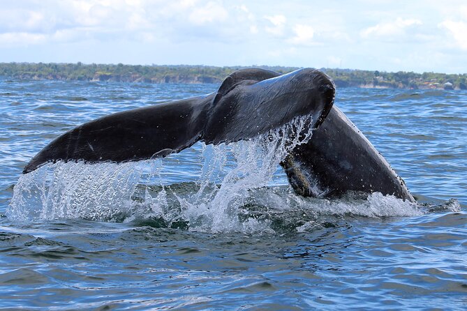 Bahía Málaga: Humpback Whale Watching in Cali - Colombia - Group size and guiding style that helps your chances