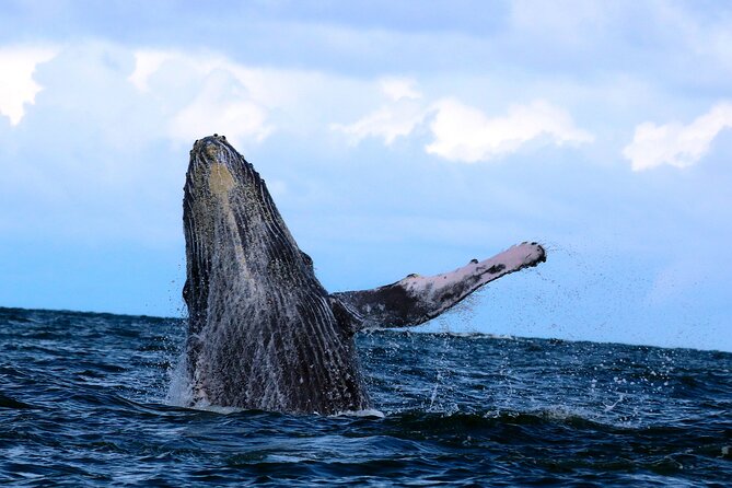 Bahía Málaga: Humpback Whale Watching in Cali - Colombia - What to pack so you do not suffer later