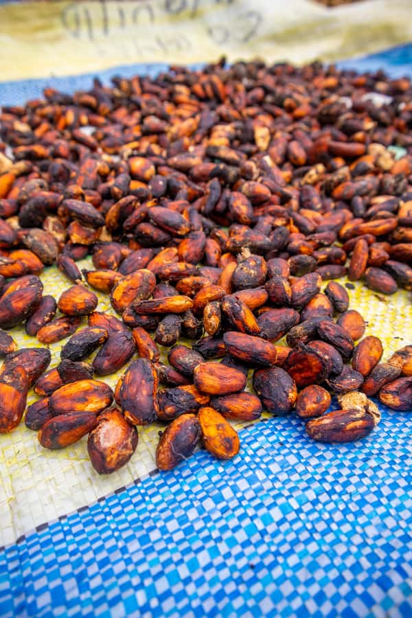 Bean to Bar: Cocoa and Chocolate Workshop - Channel Your Inner Chocolatier During Creativity Time