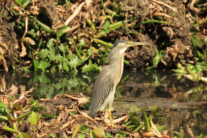 Bird watching in Bogota wetlands with Bakata Bird - Key highlights before you go