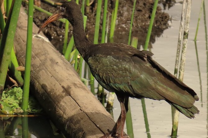 Bird watching in Bogota wetlands with Bakata Bird - Stop 2: Camino Al Parque De La Florida, walking between water and birds