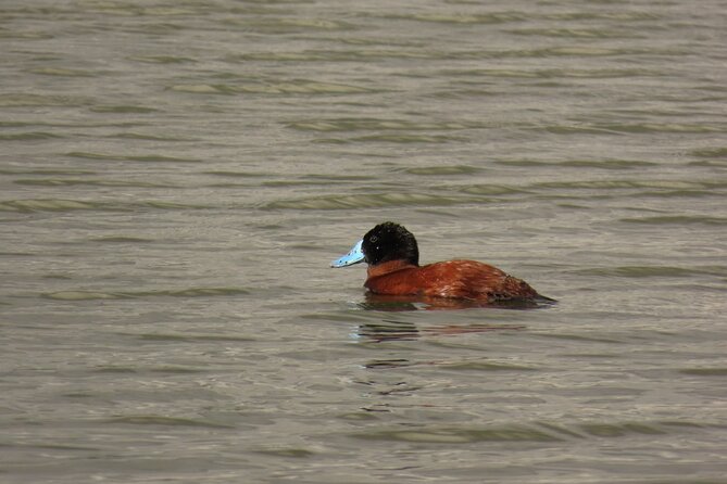 Bird watching in Bogota wetlands with Bakata Bird - Stop 3: La Florida Park, wetlands plus open views for scanning