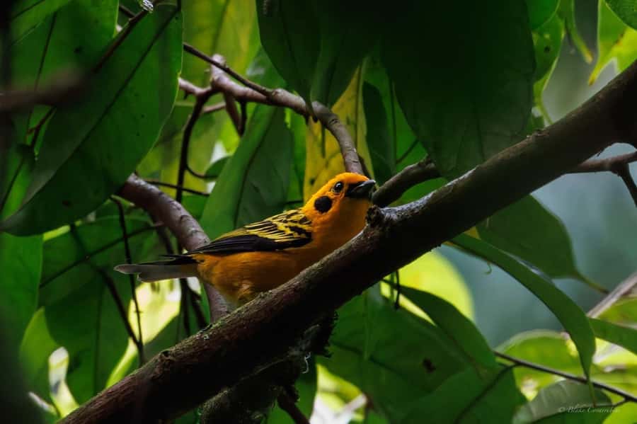 Birding Medellin with expert bird-watcher (Private) - Key things you will notice on this birding day