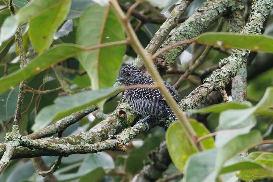 Birding Medellin with expert bird-watcher (Private) - Who should book this birding tour from Medellin?
