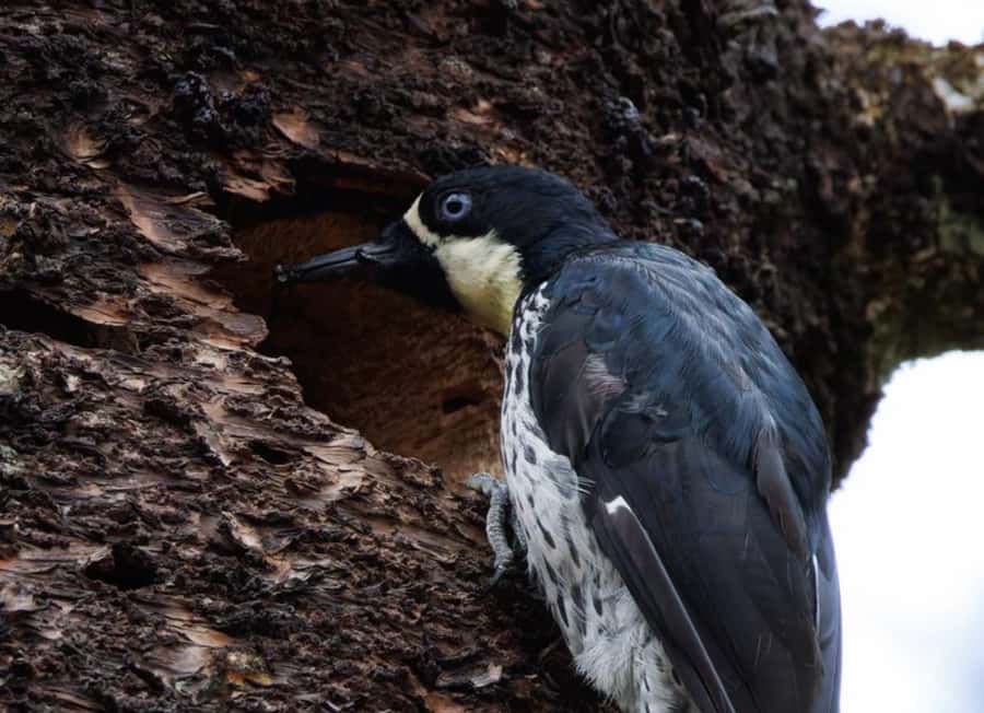 Birding Medellin with expert bird-watcher (Private) - Medellin birding, and why Colombia is built for it