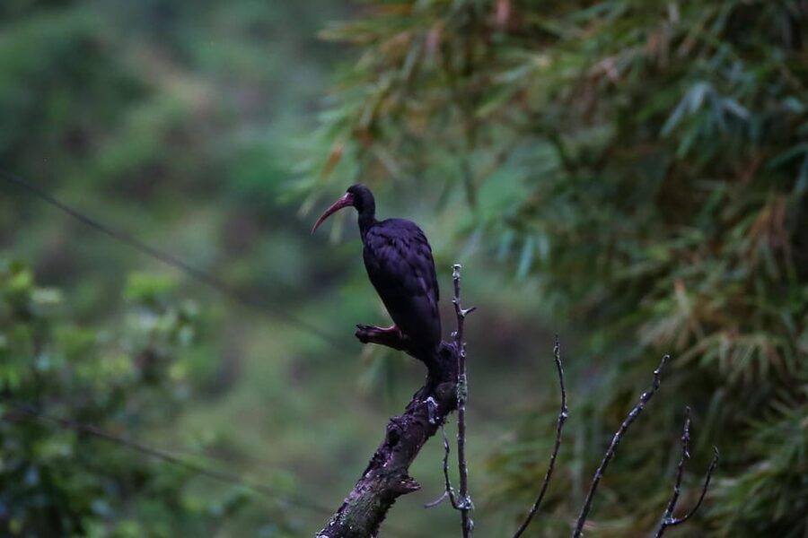 Birding Medellin with expert bird-watcher (Private) - The bird list app: your take-home advantage