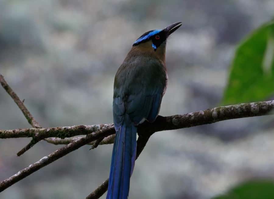 Birding Medellin with expert bird-watcher (Private) - Food, water, and the “early morning” rhythm