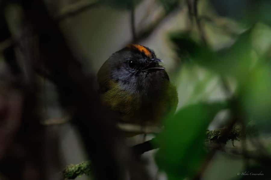 Birding Medellin with expert bird-watcher (Private) - Weather, rain, and staying productive in a wet morning