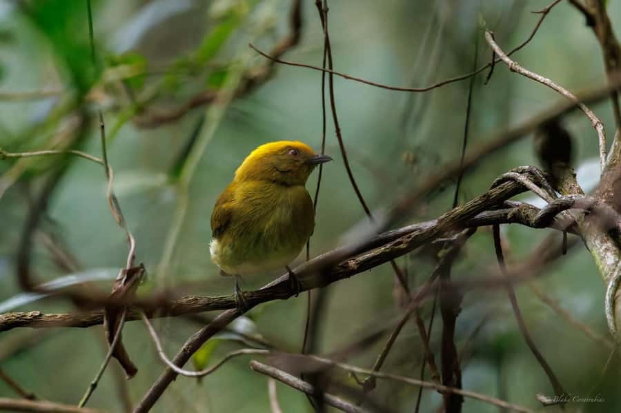 Birding Medellin with expert bird-watcher (Private) - Price and value: $197 for up to 2, plus optional transport