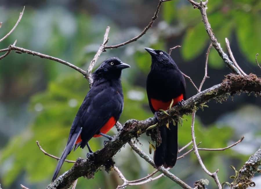 Birding Medellin with expert bird-watcher (Private) - Getting to the start: Estación Estrella and the easy meeting point