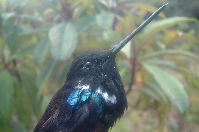 Birding & Nature to Chicaque Cloud Forest Nature Reserve - Key things to know before you go