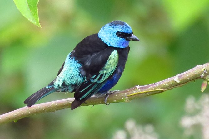 Birding & Nature to Chicaque Cloud Forest Nature Reserve - Itinerary reality: what the day feels like from the first stop