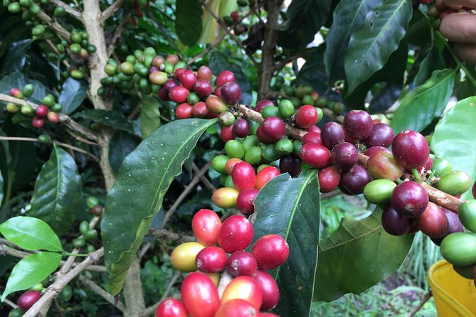 Birds & Beans Traditional Coffee Tour - Stop 1 in Silvania: the coffee purchasing shop glimpse (30 minutes)