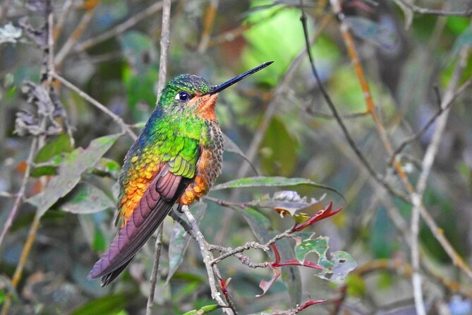 Birdwatching at Monserrate Bogotá 4H - Key things I’d watch for on this Monserrate birding trip