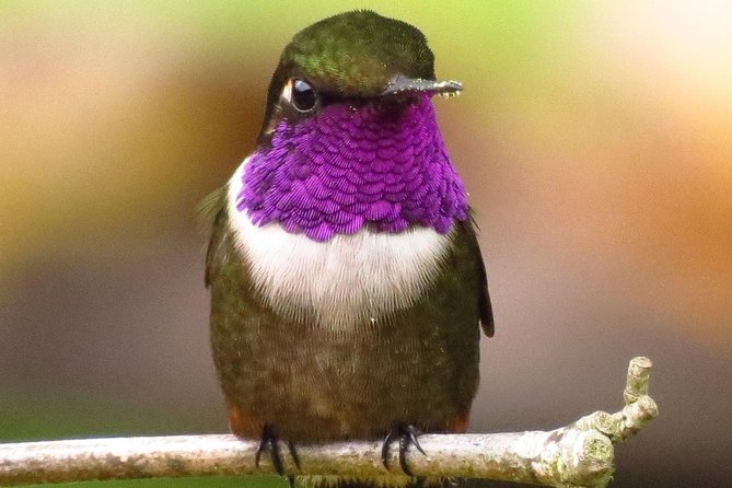 Birdwatching day in Chingaza and Observatorio de Colibries - Key highlights you should know before you go