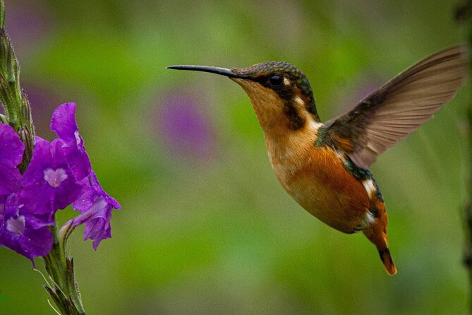Birdwatching day in Chingaza and Observatorio de Colibries - Your 5:00 am Bogotá departure and private 4x4 comfort
