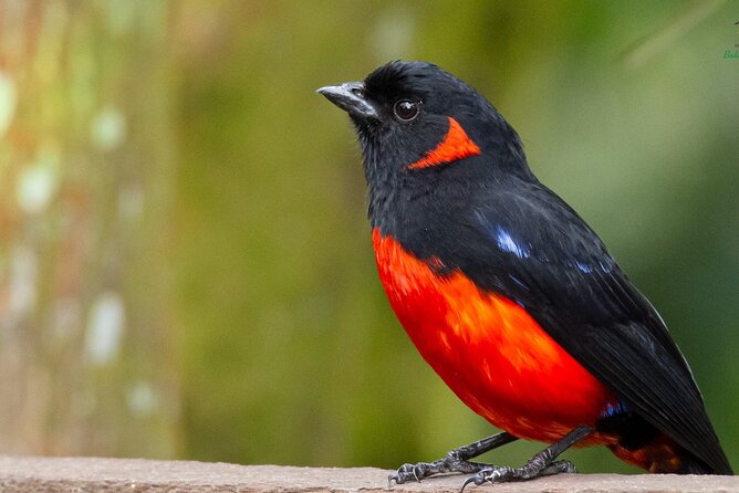 Birdwatching day in Chingaza and Observatorio de Colibries - The honest tradeoffs: what to consider before booking