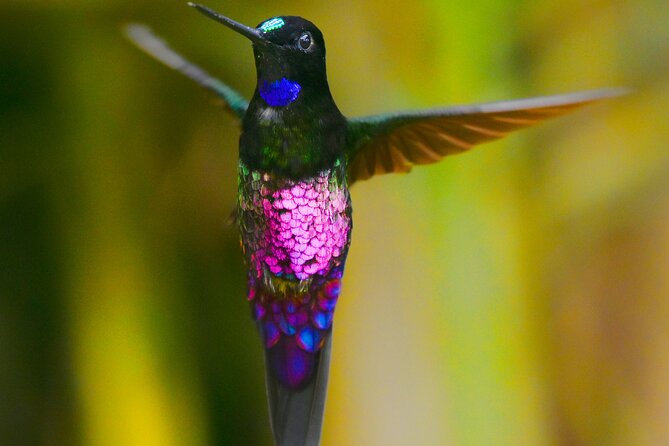 Birdwatching day in Chingaza and Observatorio de Colibries - Endemics and near-endemics: why the species list matters