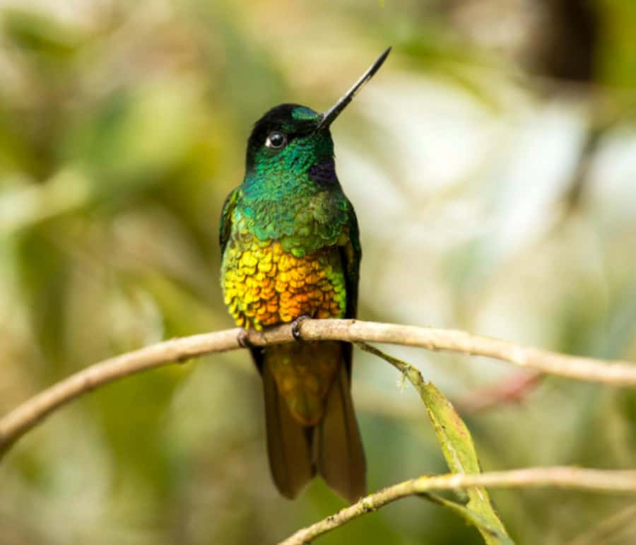 Birdwatching Day Tour at Chicaque Natural Park - Key things I’d prioritize on this birding day