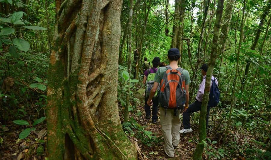 Birdwatching Day Tour at Chicaque Natural Park - From Bogotá pickup to Chicaque forest birding