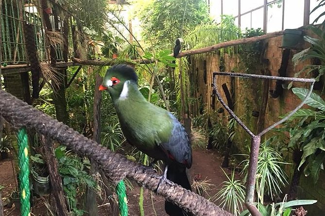 Birdwatching National Aviary Cartagena de Indias - Pickup at 8:00 and how the half-day flows