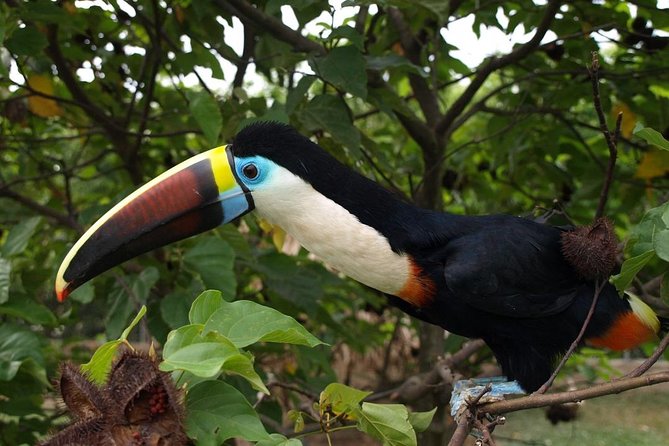 Birdwatching National Aviary Cartagena de Indias - What to expect around the handler moments (and how to act)