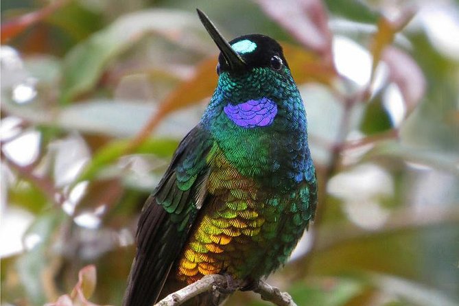 Birdwatching National Aviary Cartagena de Indias - Bug spray rule and other smart packing choices