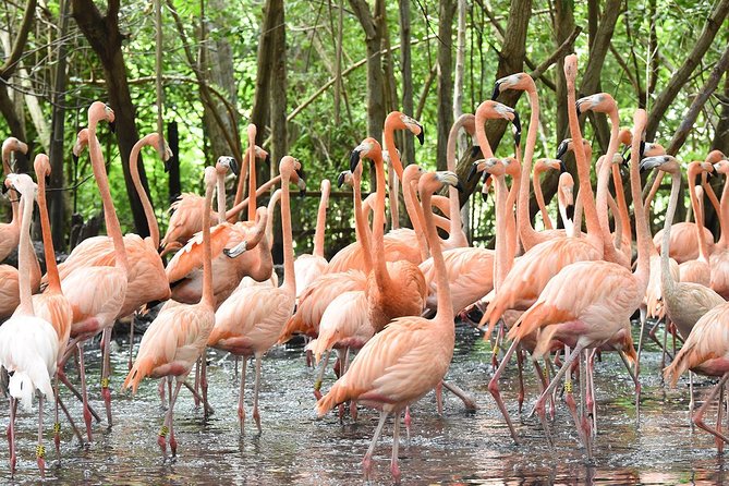 Birdwatching National Aviary Cartagena de Indias - How long it really takes: timing, walking, and your pacing