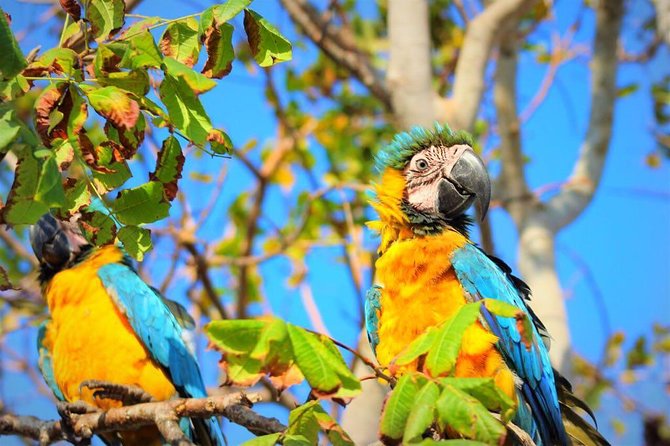 Birdwatching National Aviary Cartagena de Indias - Aviario Nacional de Colombia: why this birdwatching feels meaningful