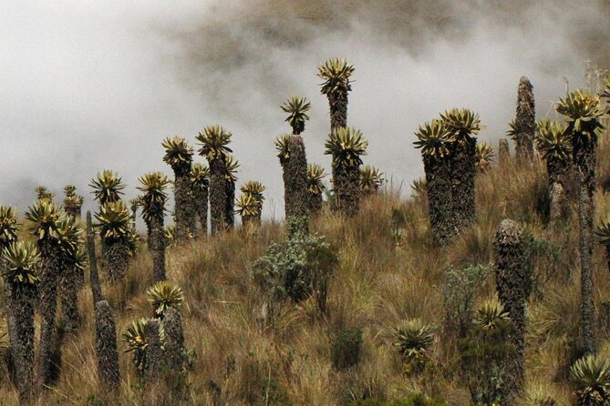 Birdwatching, Nature & photography in Sumapaz National Park - 5:00 am logistics that actually make sense