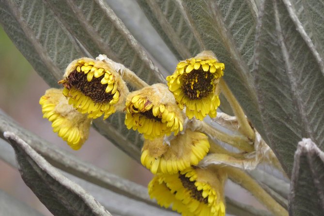 Birdwatching, Nature & photography in Sumapaz National Park - Photography pointers for frailejones and small, shy birds