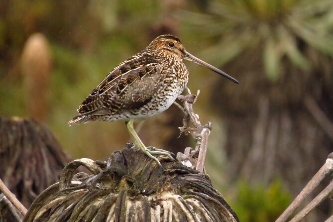 Birdwatching, Nature & photography in Sumapaz National Park - The day’s rhythm inside Sumapaz National Park