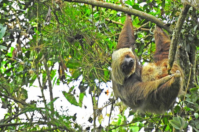 Birdwatching Private Tour at Chicaque Natural Park with Lunch - From Bogotá to Chicaque: what that early ride is for