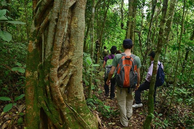 Birdwatching Private Tour at Chicaque Natural Park with Lunch - Lunch, binoculars, and the small details that can change your day