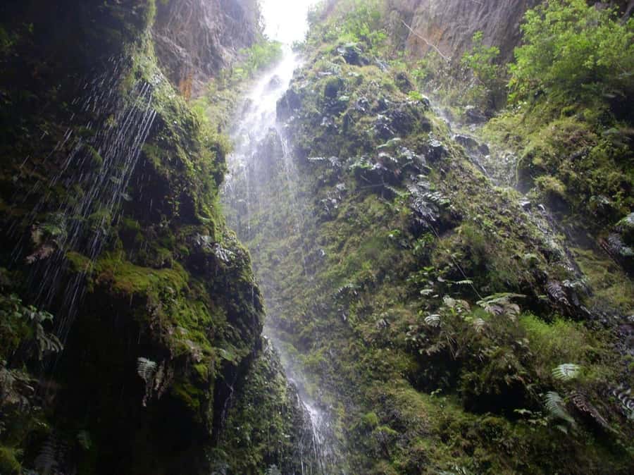 Bogota: Explore the forest and bird watching at Chicaque Natural Park - Lunch in nature, then more time to watch birds