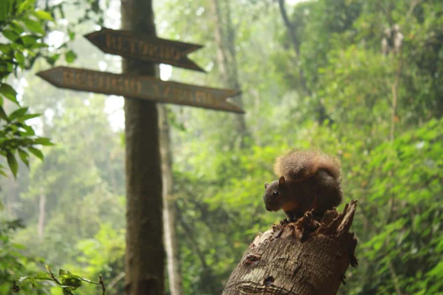 Bogota: Explore the forest and bird watching at Chicaque Natural Park - Getting to Chicaque in private comfort from Bogotá