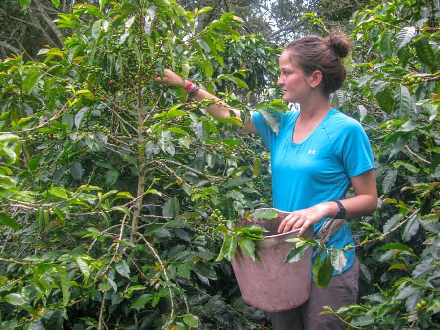 Bogotá: Guided Coffee Tour with Lunch, and Pickup & Drop-Off - Key highlights at a glance