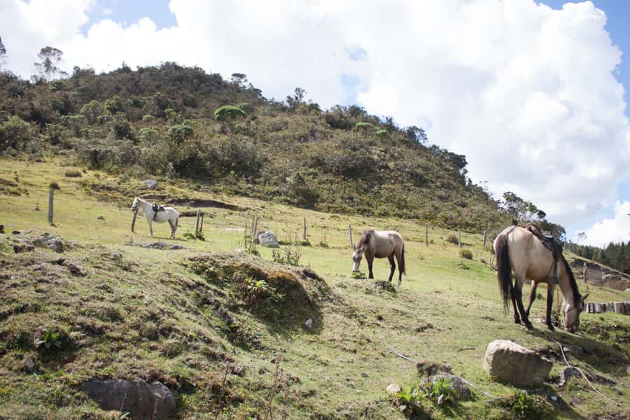 Bogota: Horseback Riding Tour - Key points to know before you book