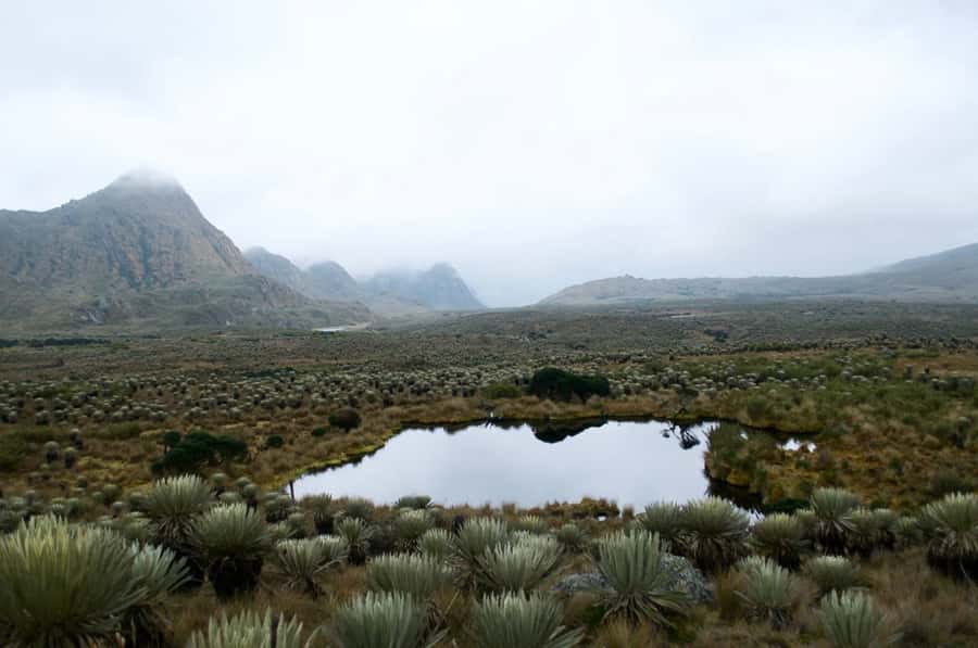 Bogotá: Sumapaz National Park Hike Tour - Why Sumapaz National Park feels so different from other hikes near Bogotá